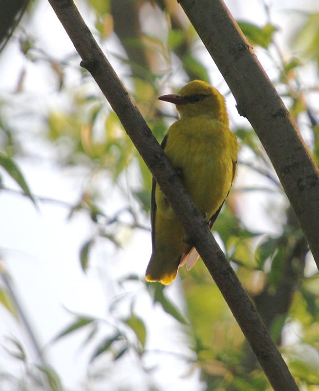 Golden Oriole