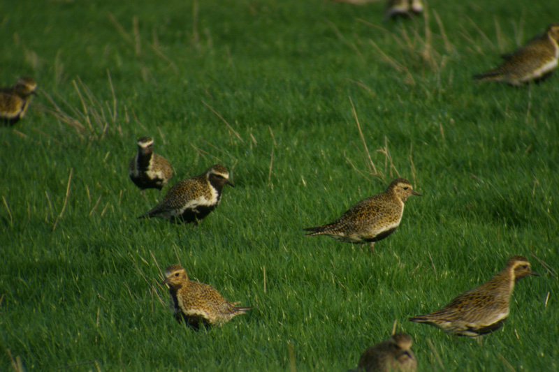 Golden Plover