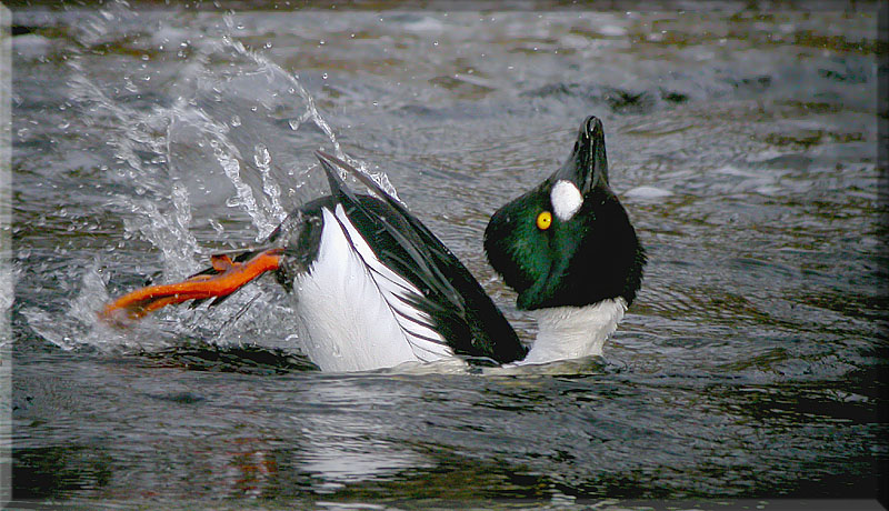 Goldeneye Splash