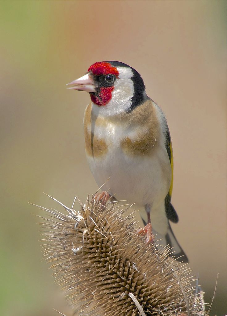 goldfinch