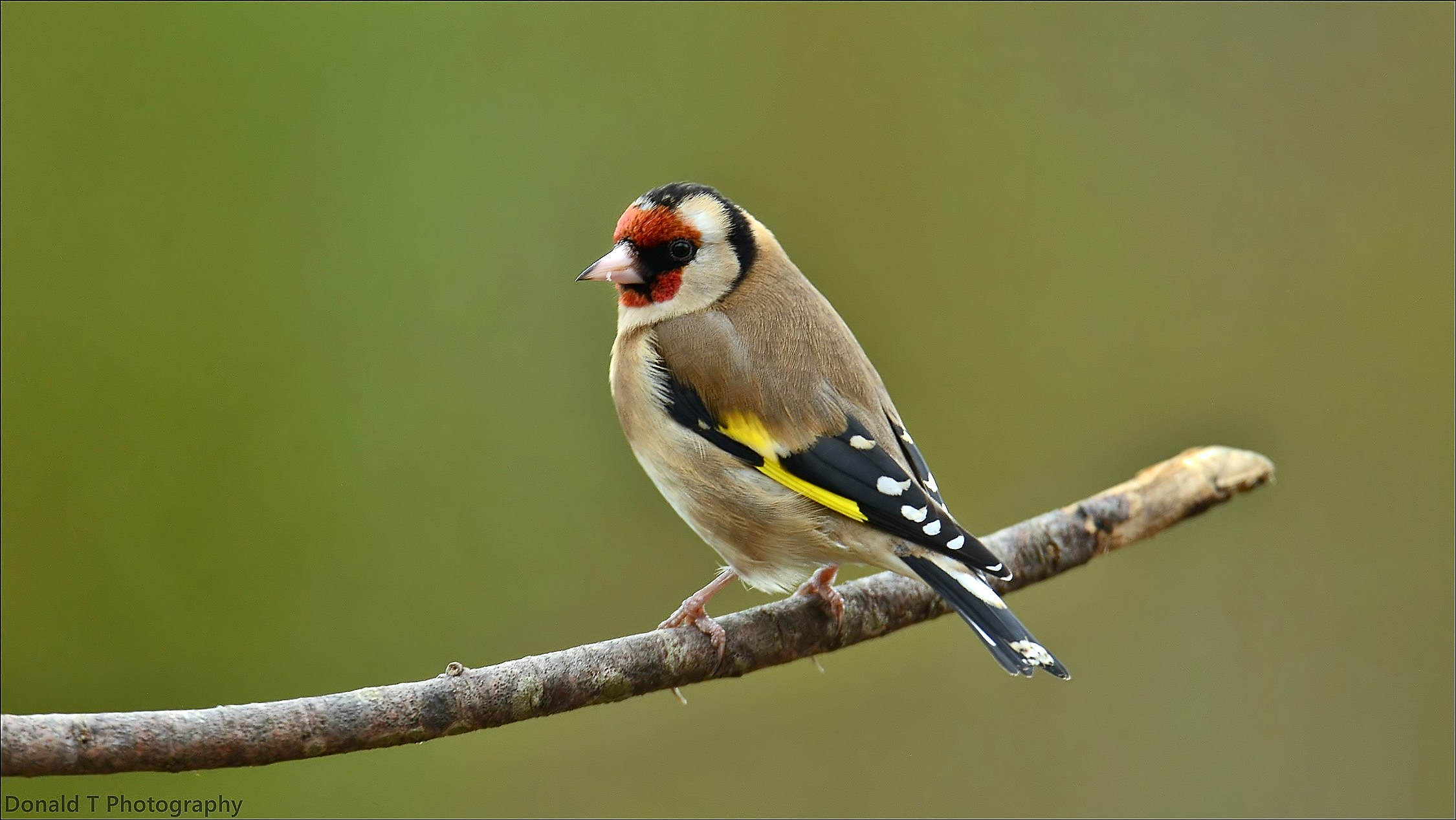 Goldfinch