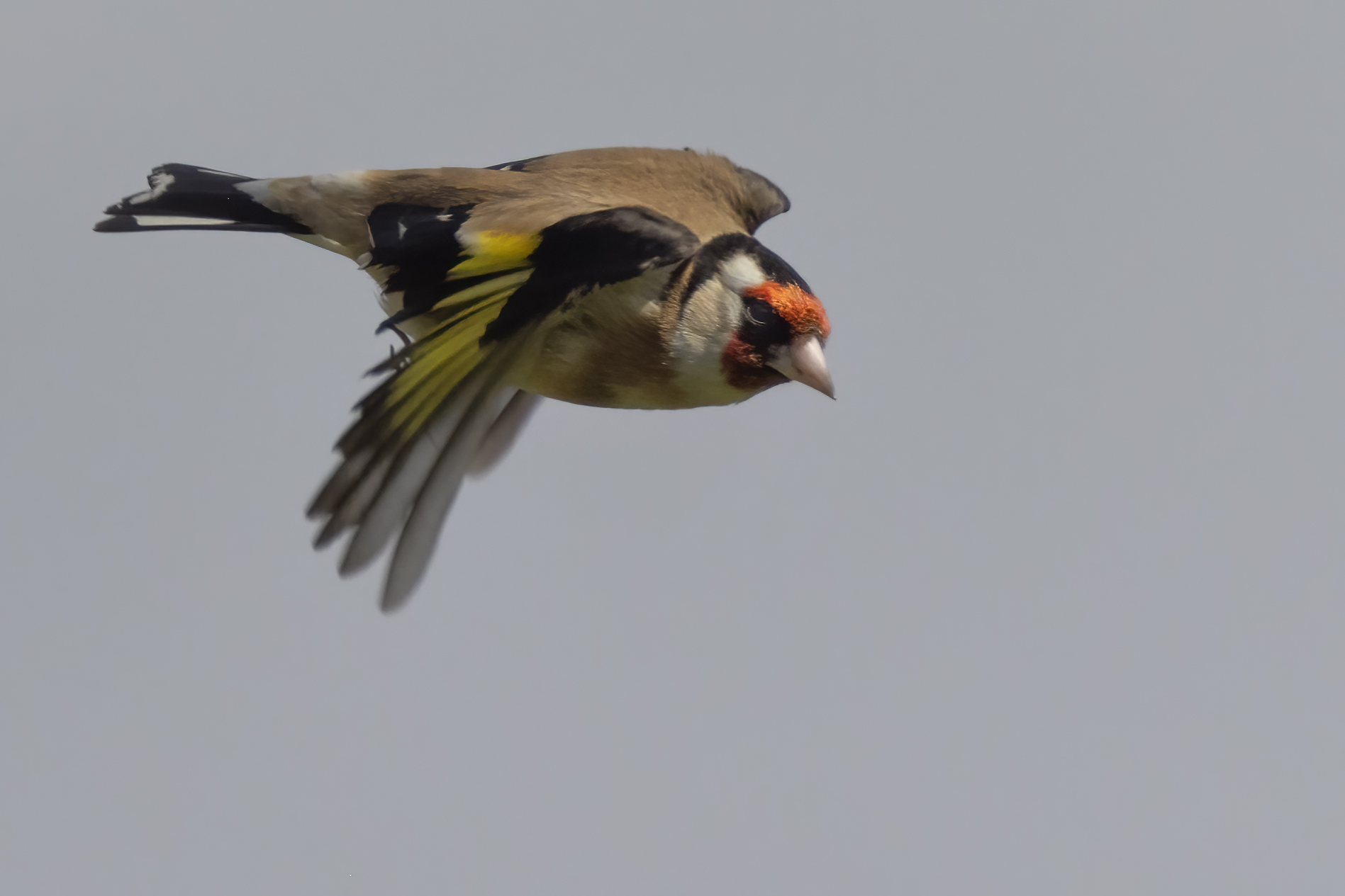 Goldfinch