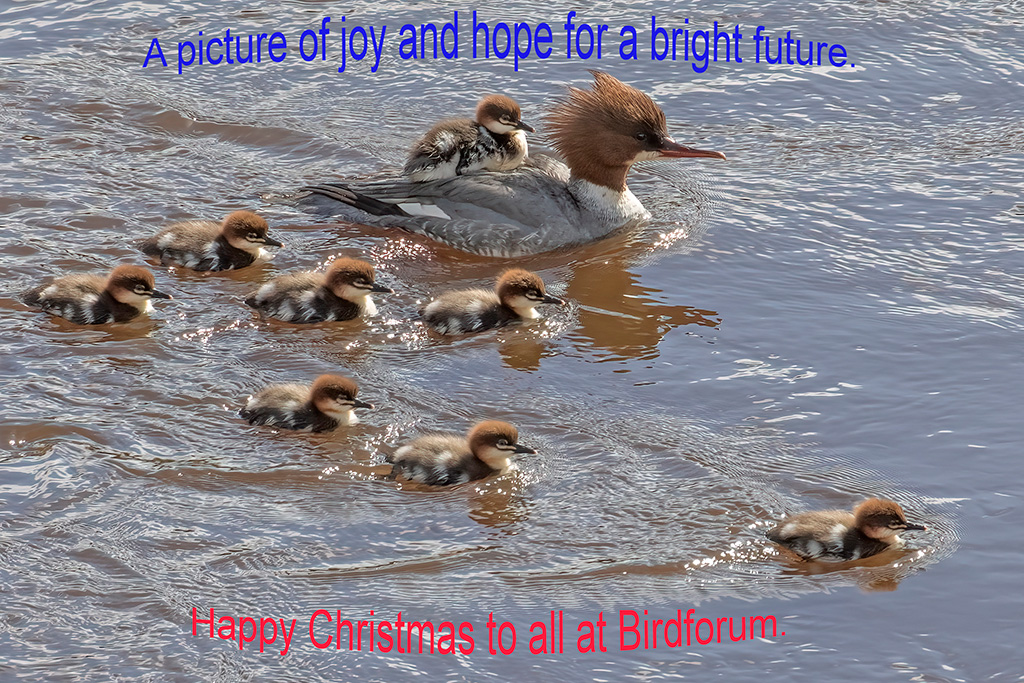 Goosander and family