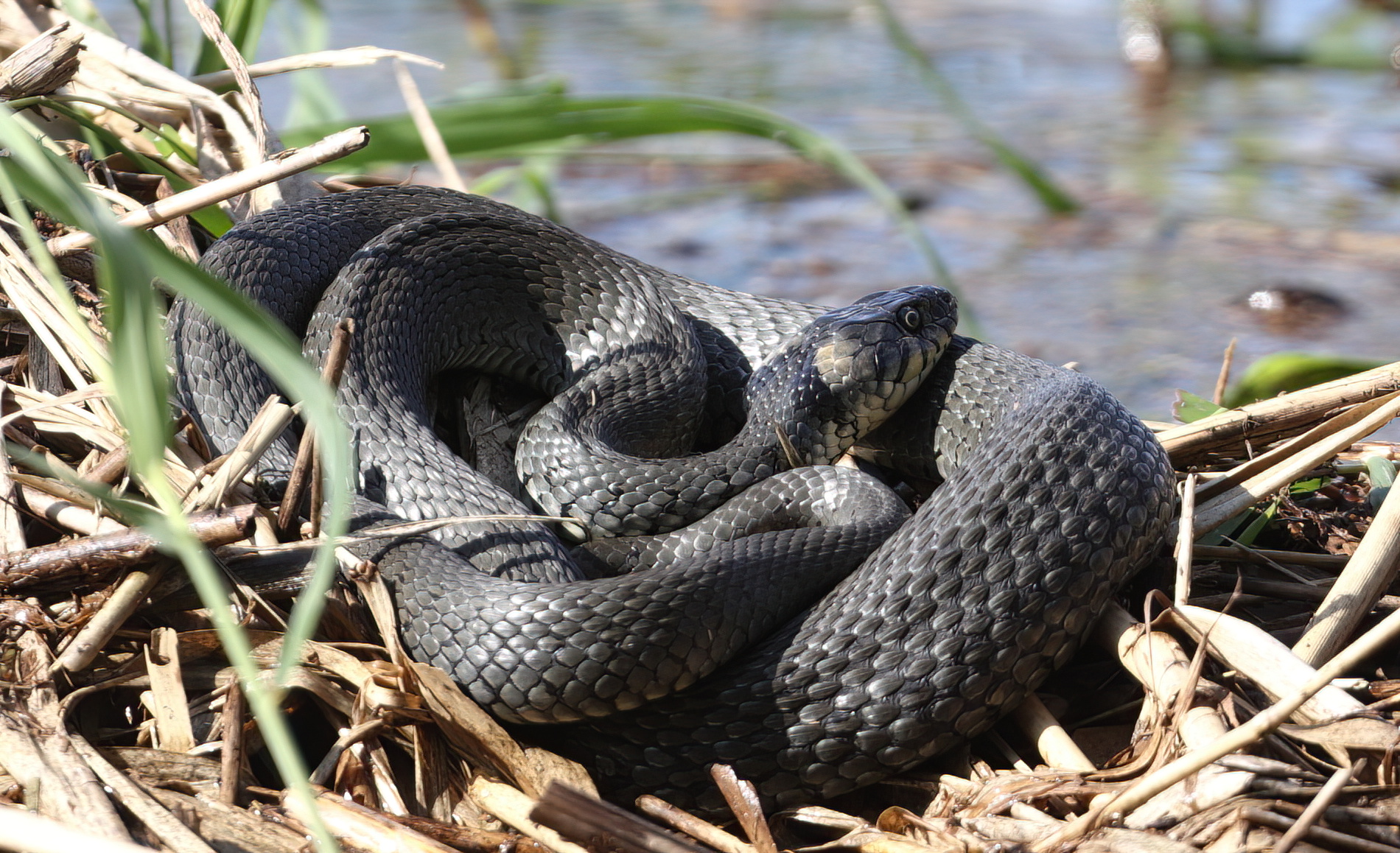 Grass snake