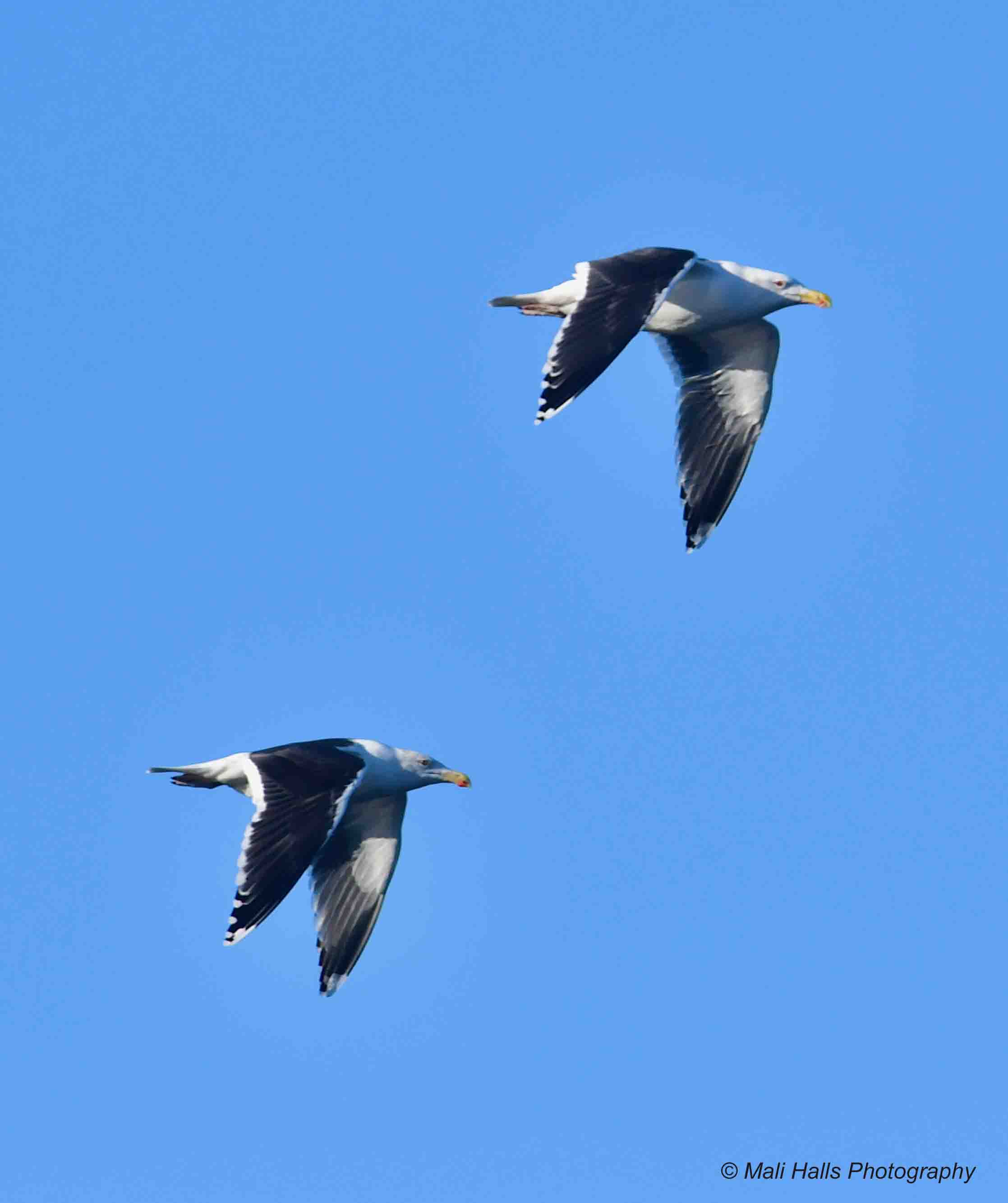 Great Black-backed Gulls 9979.jpg