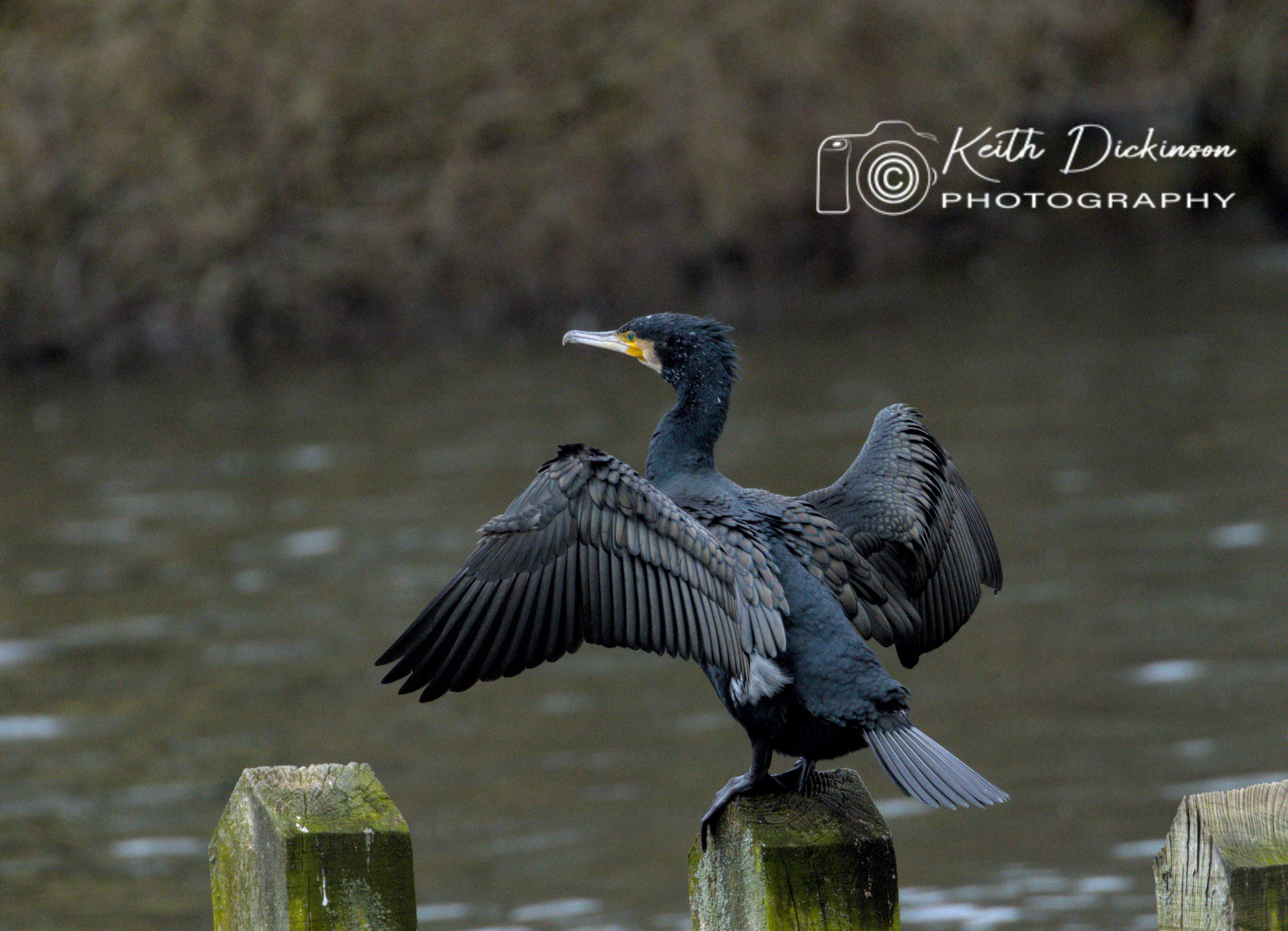 Great Cormorant