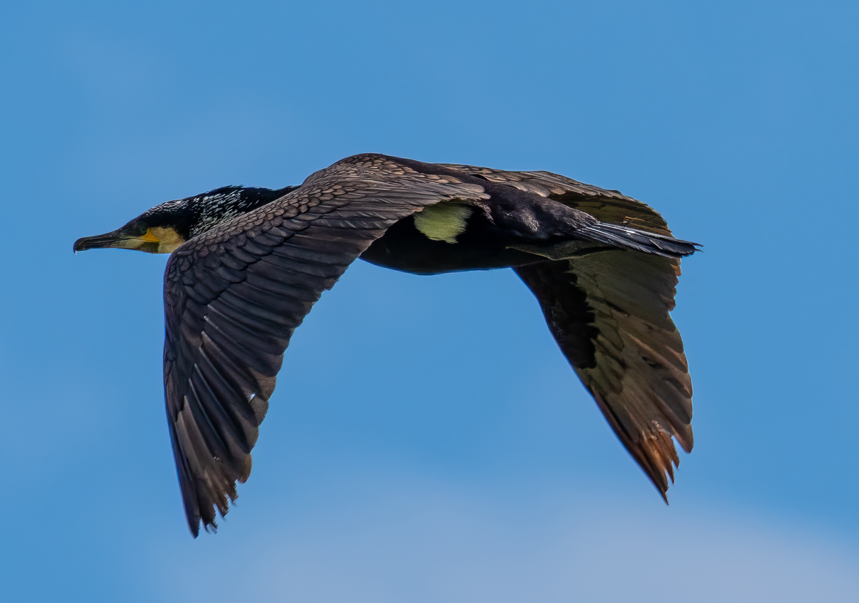 Great Cormorant