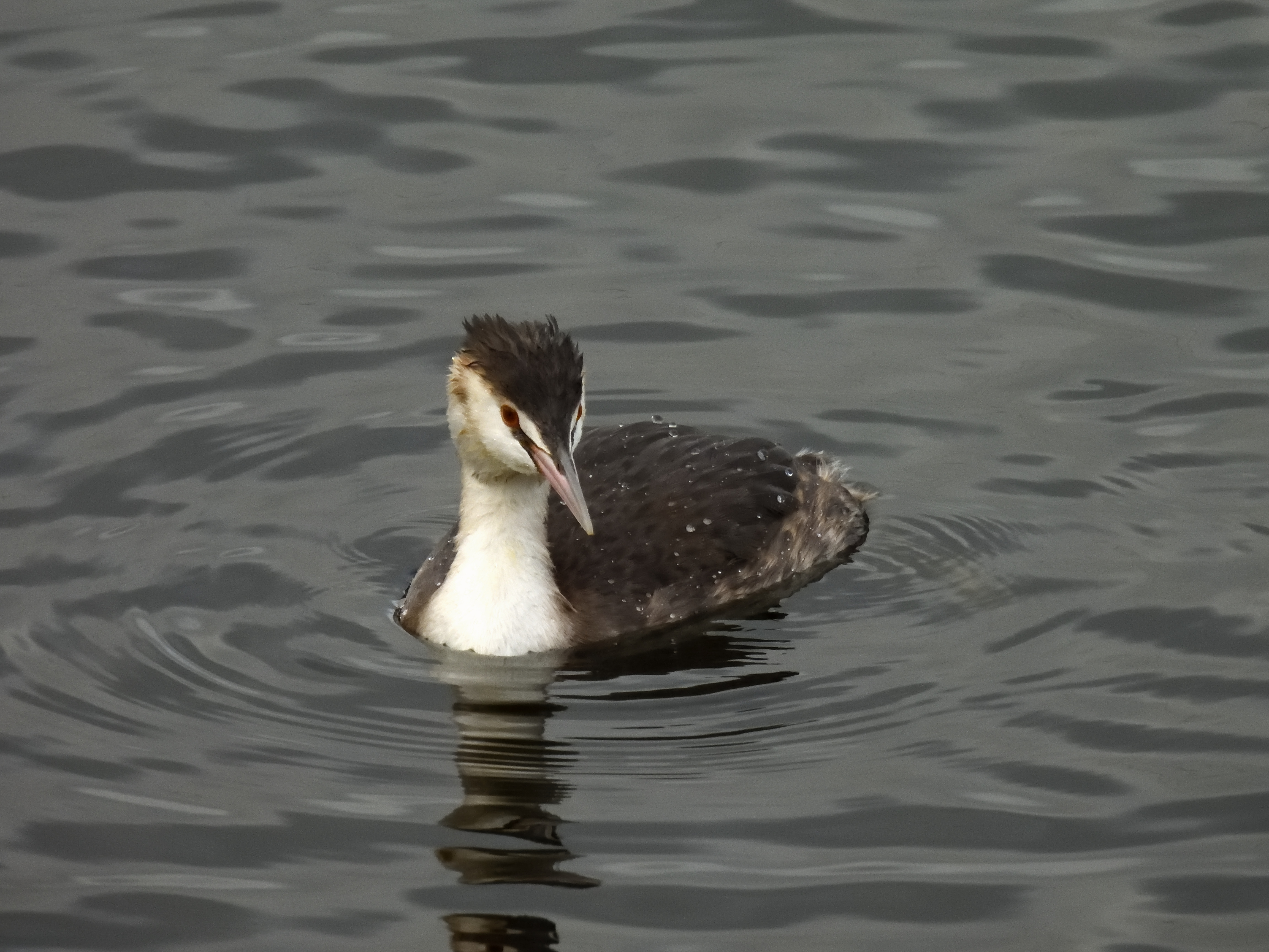 Great Crested Grebe.JPG