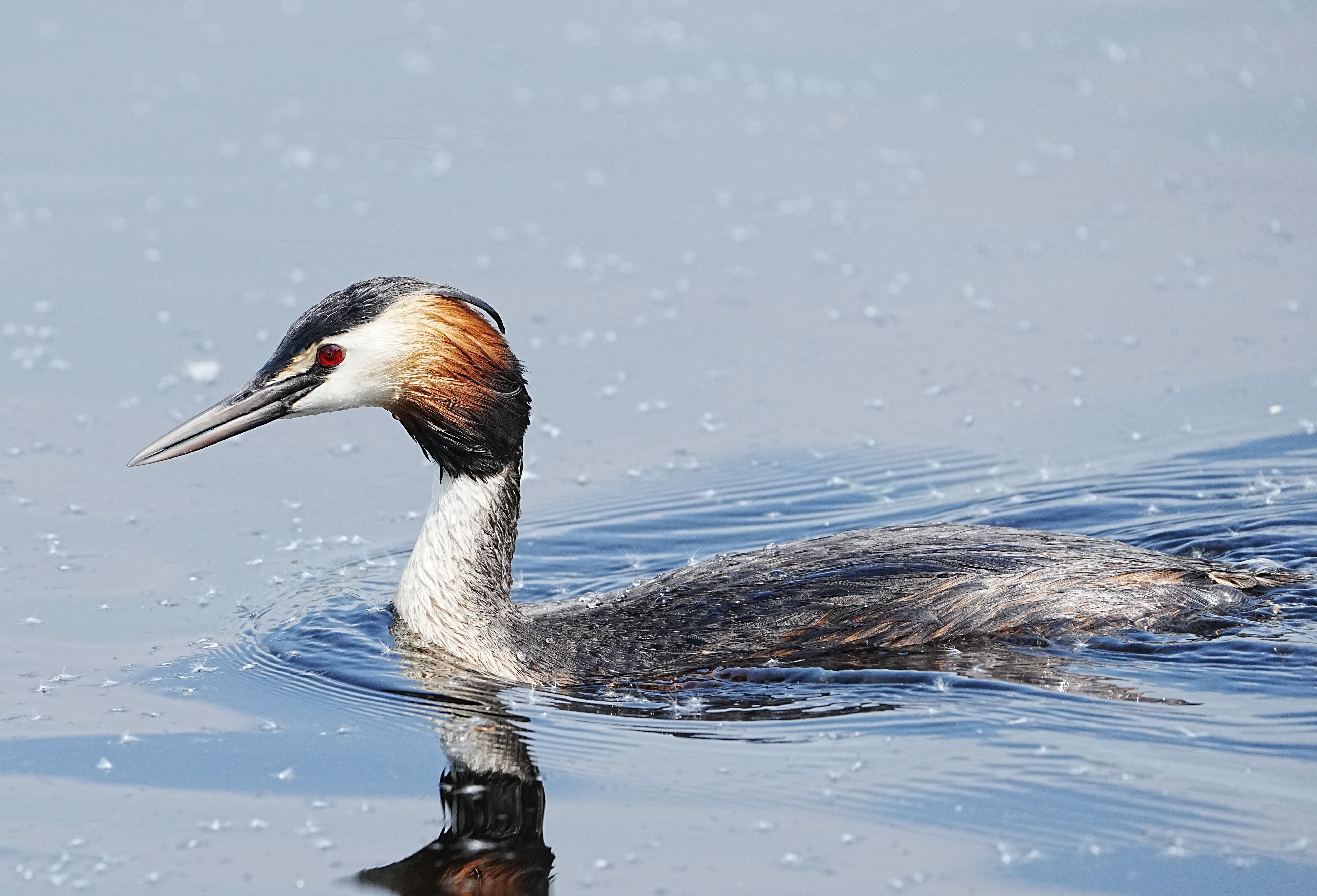 Great Crested Grebe