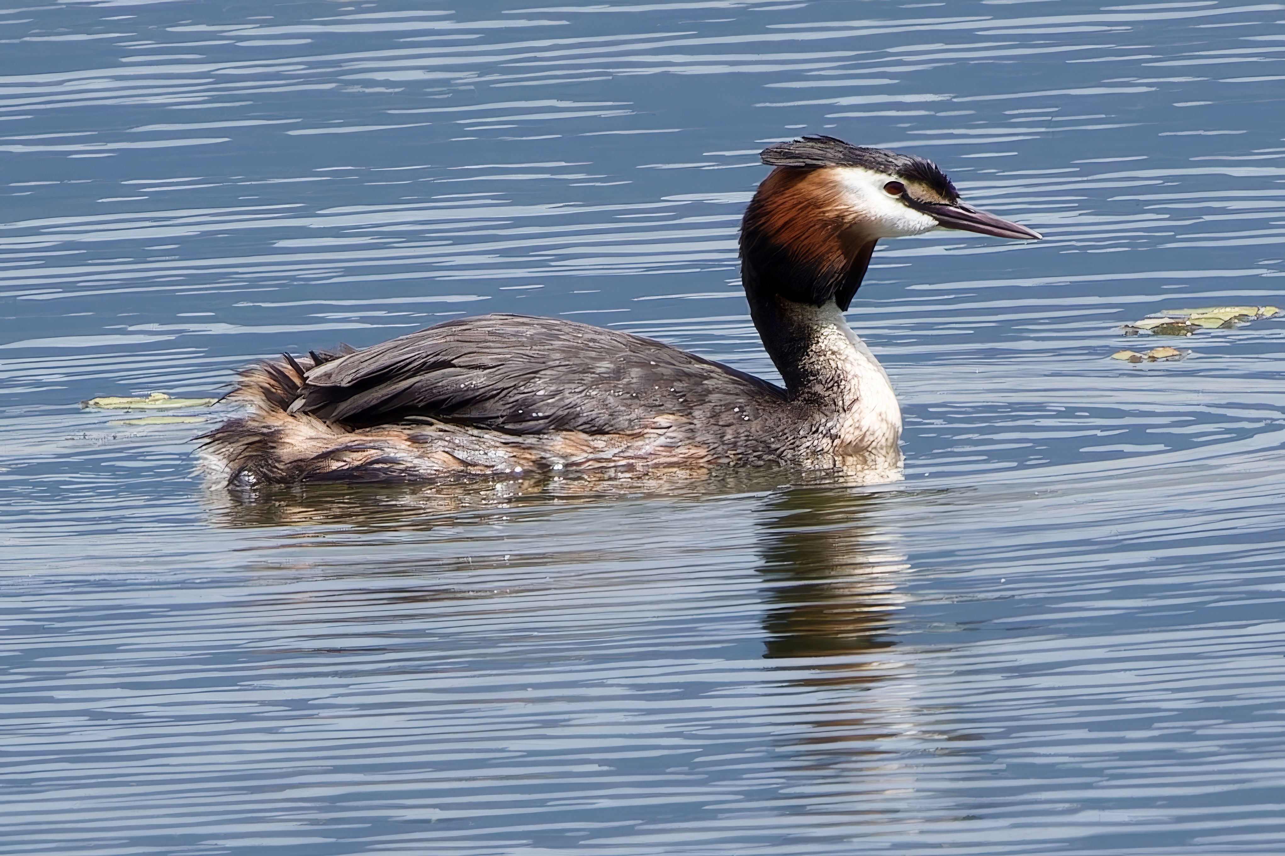 Great Crested Grebe