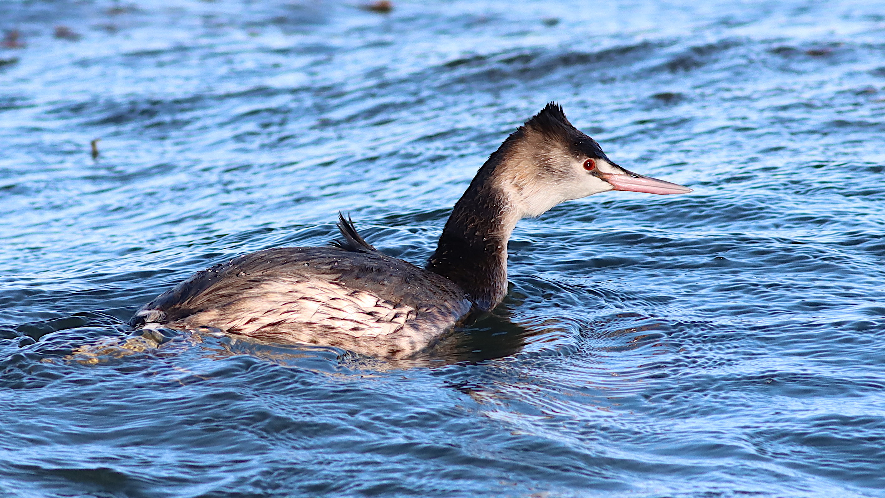 great crested grebe