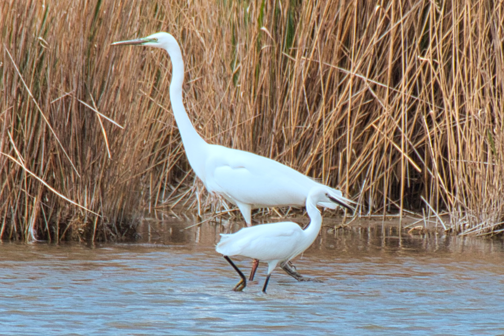 great-egret-vs-little-egret-birdforum