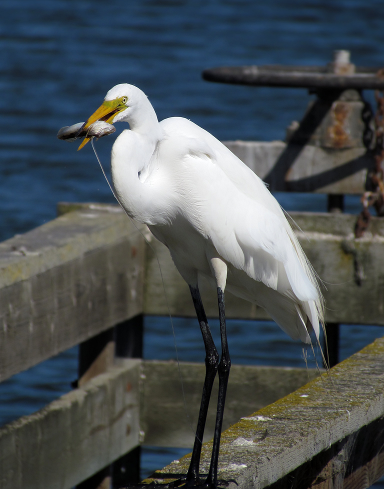 Great Egret