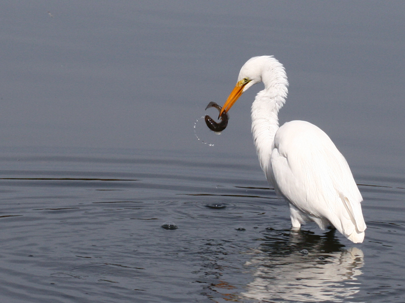 Great Egret