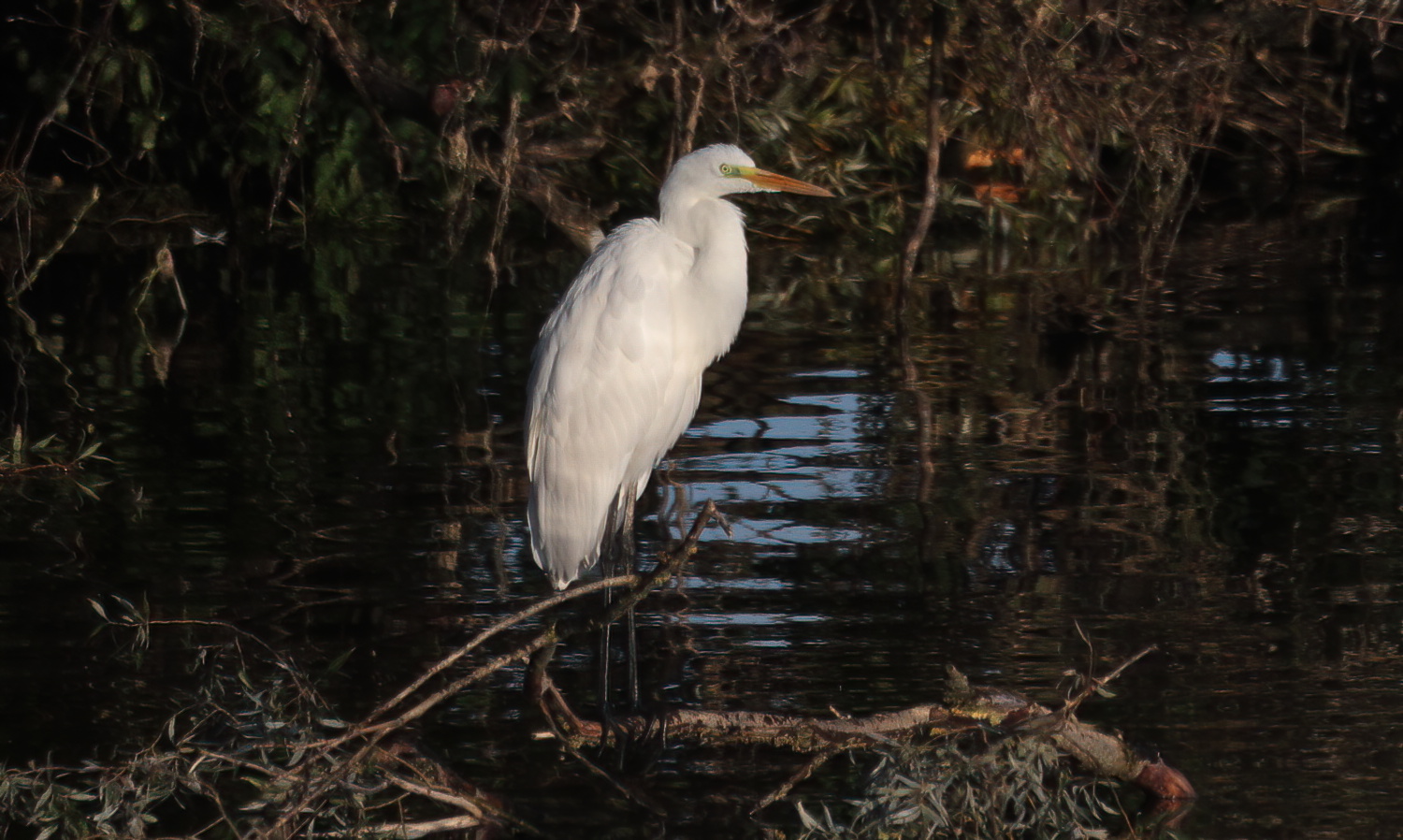 Great egret