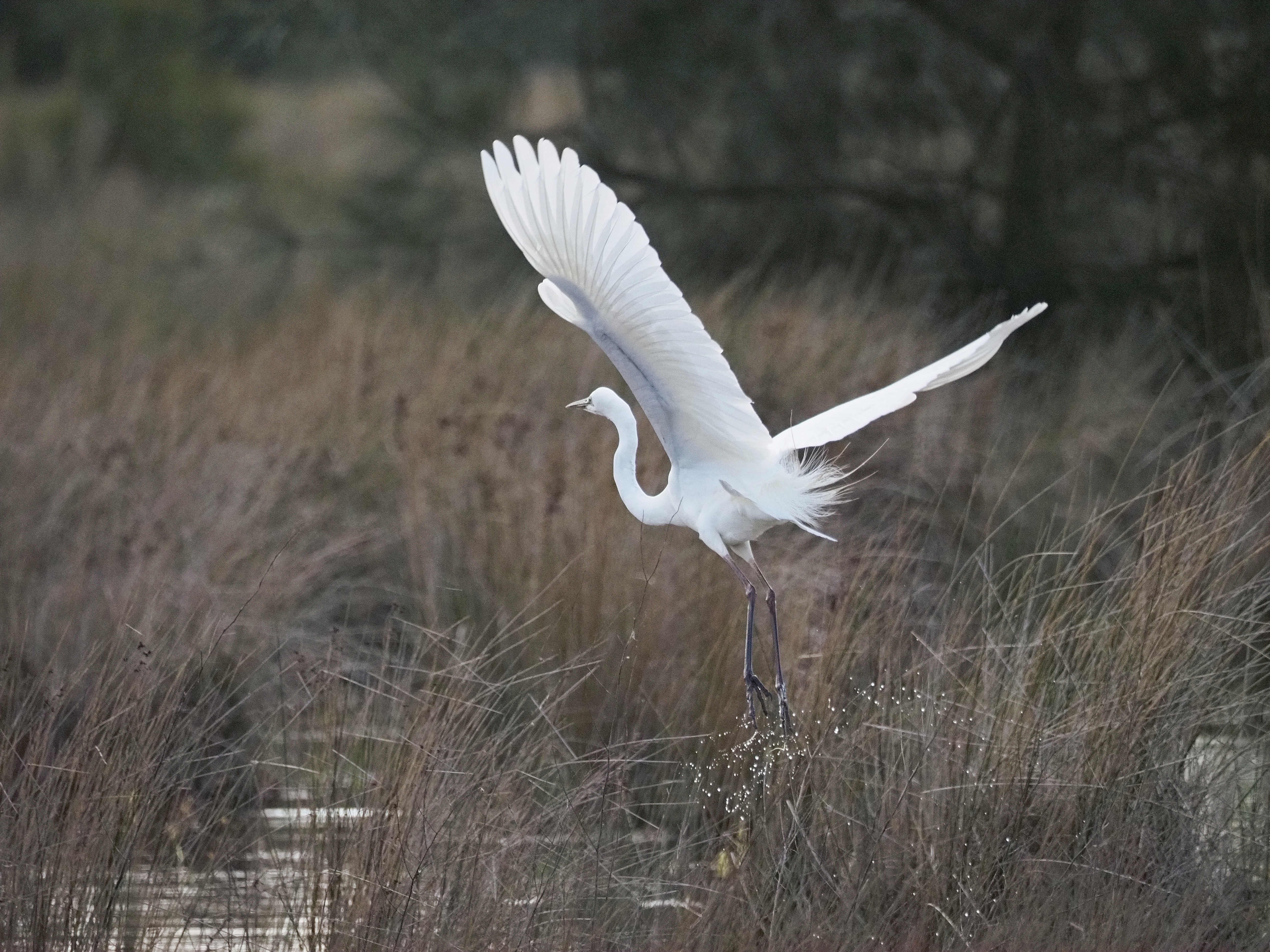 Great Egret