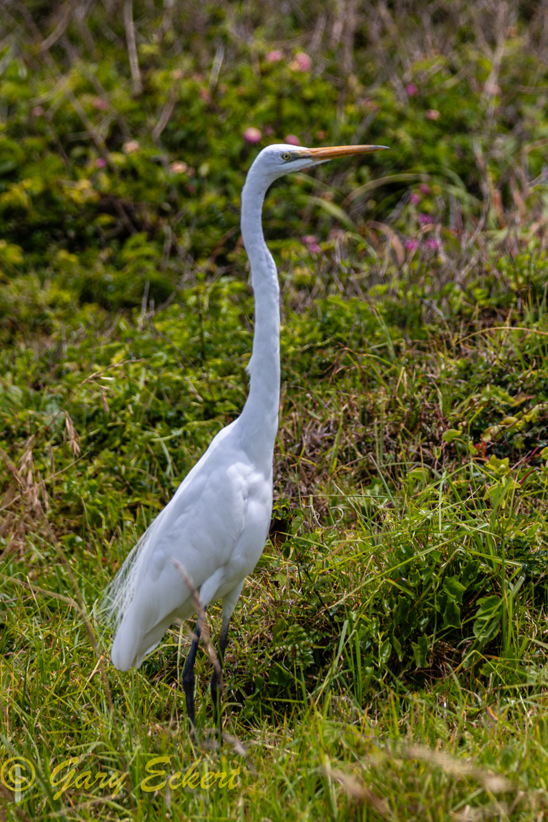 Great Egret