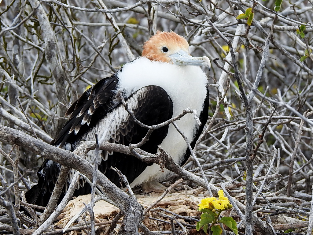 Great Frigatebird - juvenile