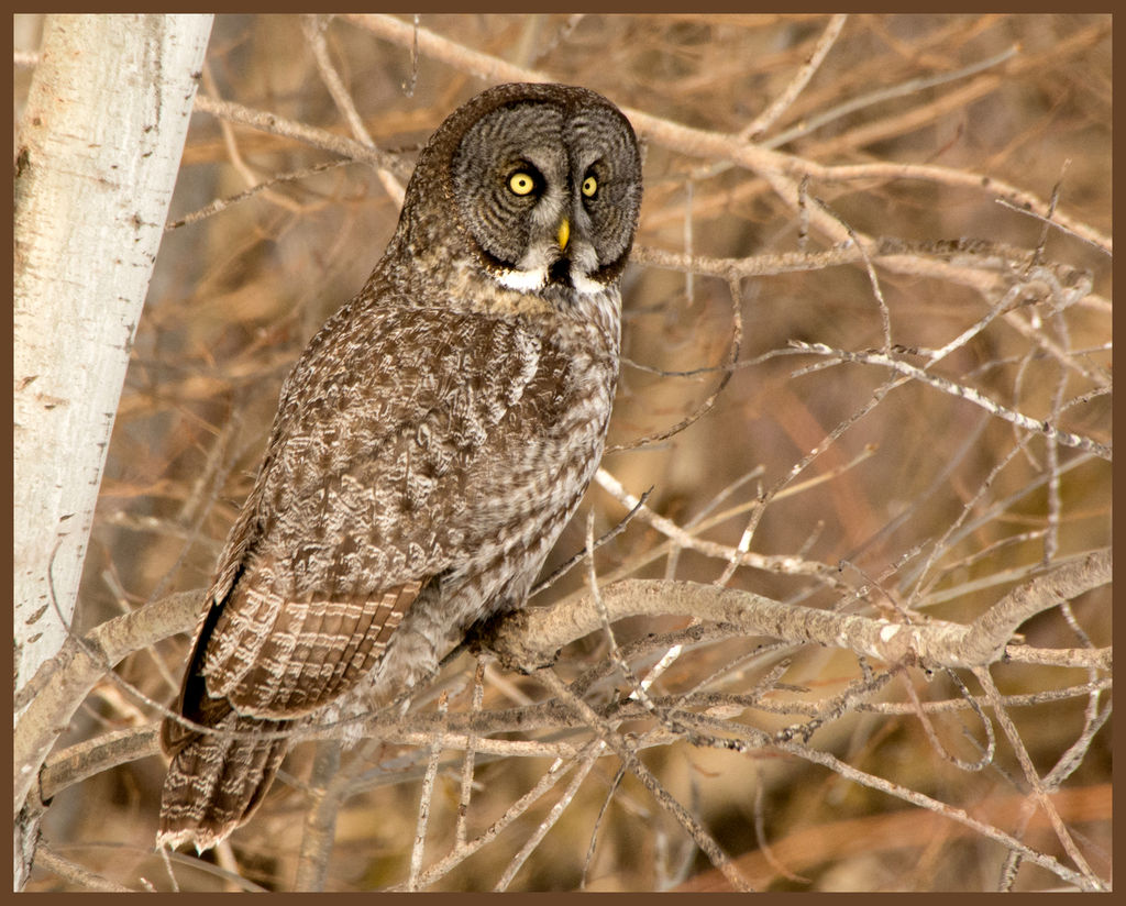 Great Gray Owl