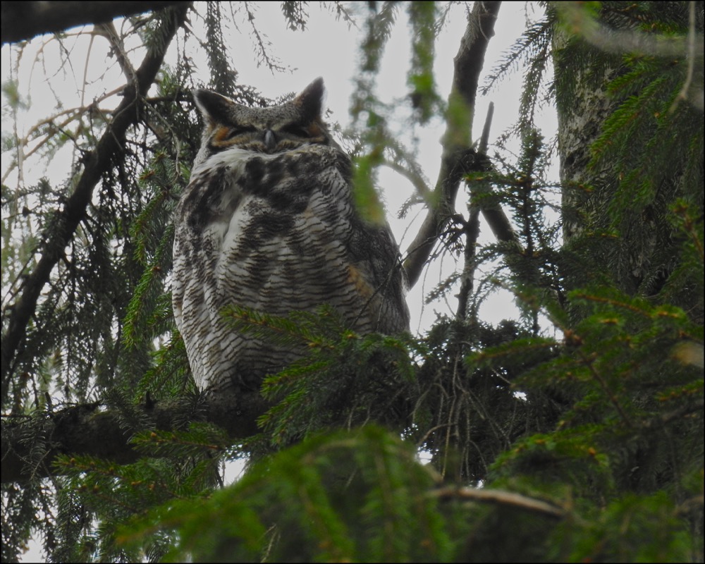 Great Horned Owl