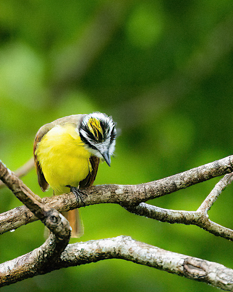 Great Kiskadee