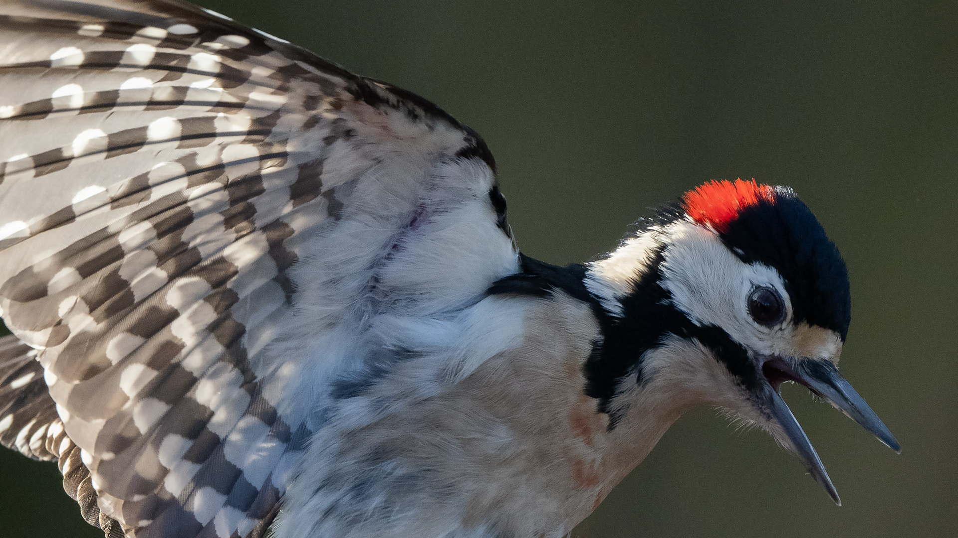 Great Spotted Woodpecker