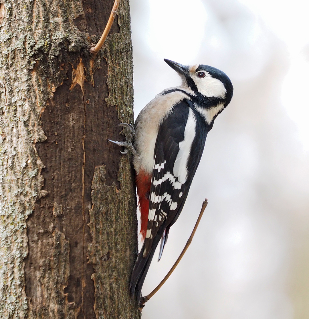 Great Spotted Woodpecker