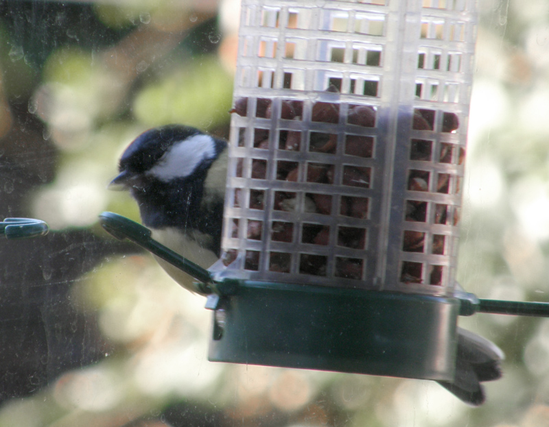 Great Tit