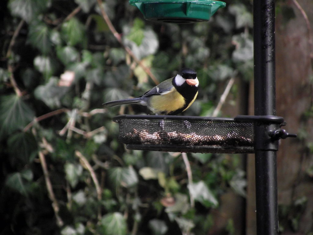 Great tit