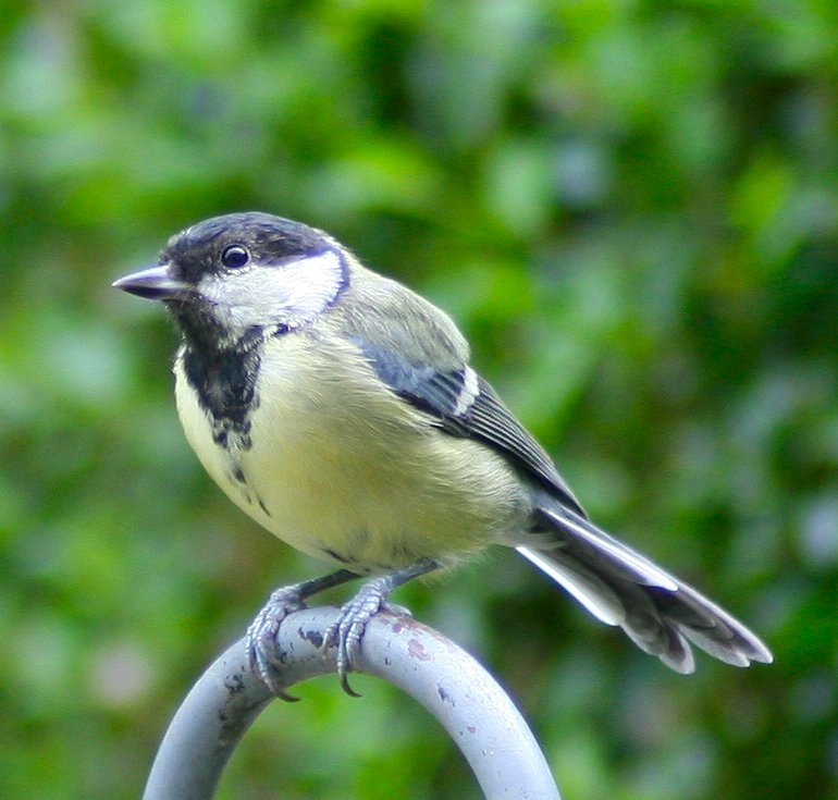 Great tit