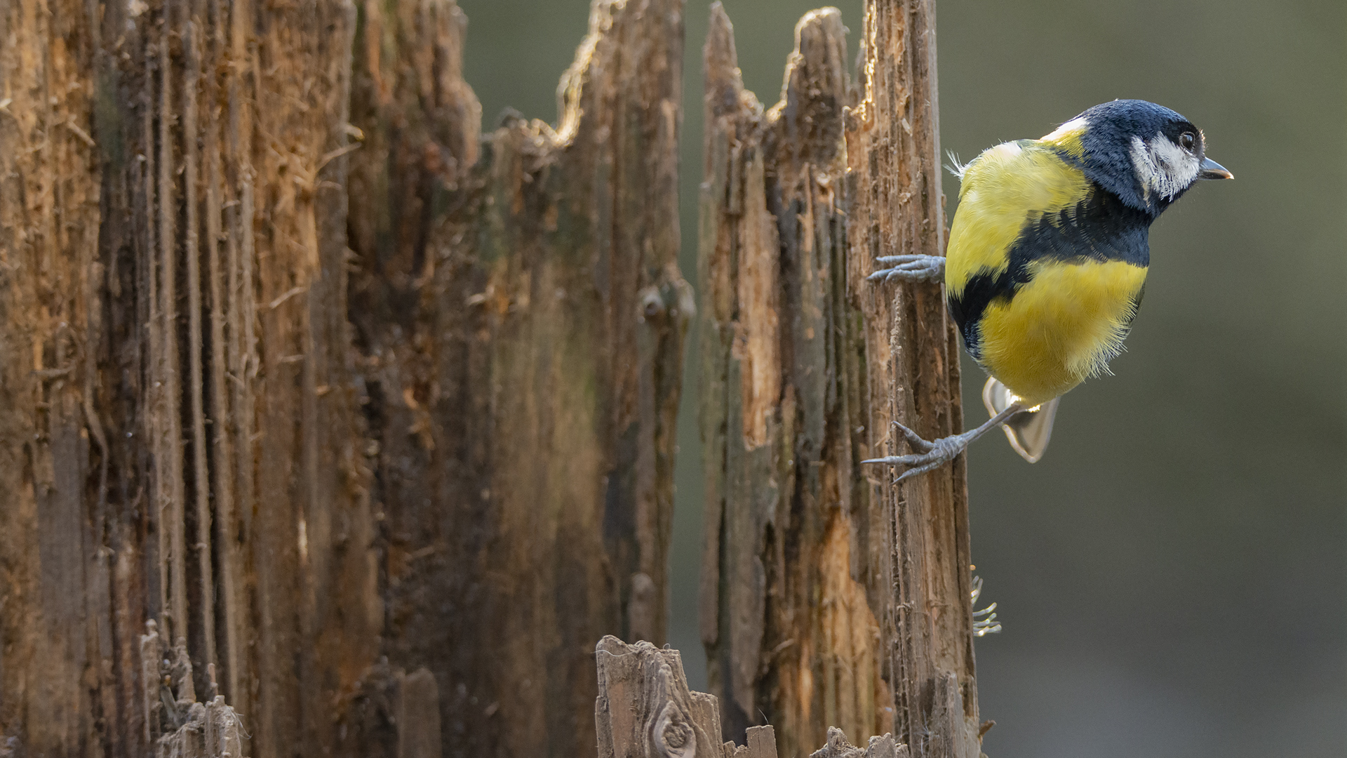 Great Tit