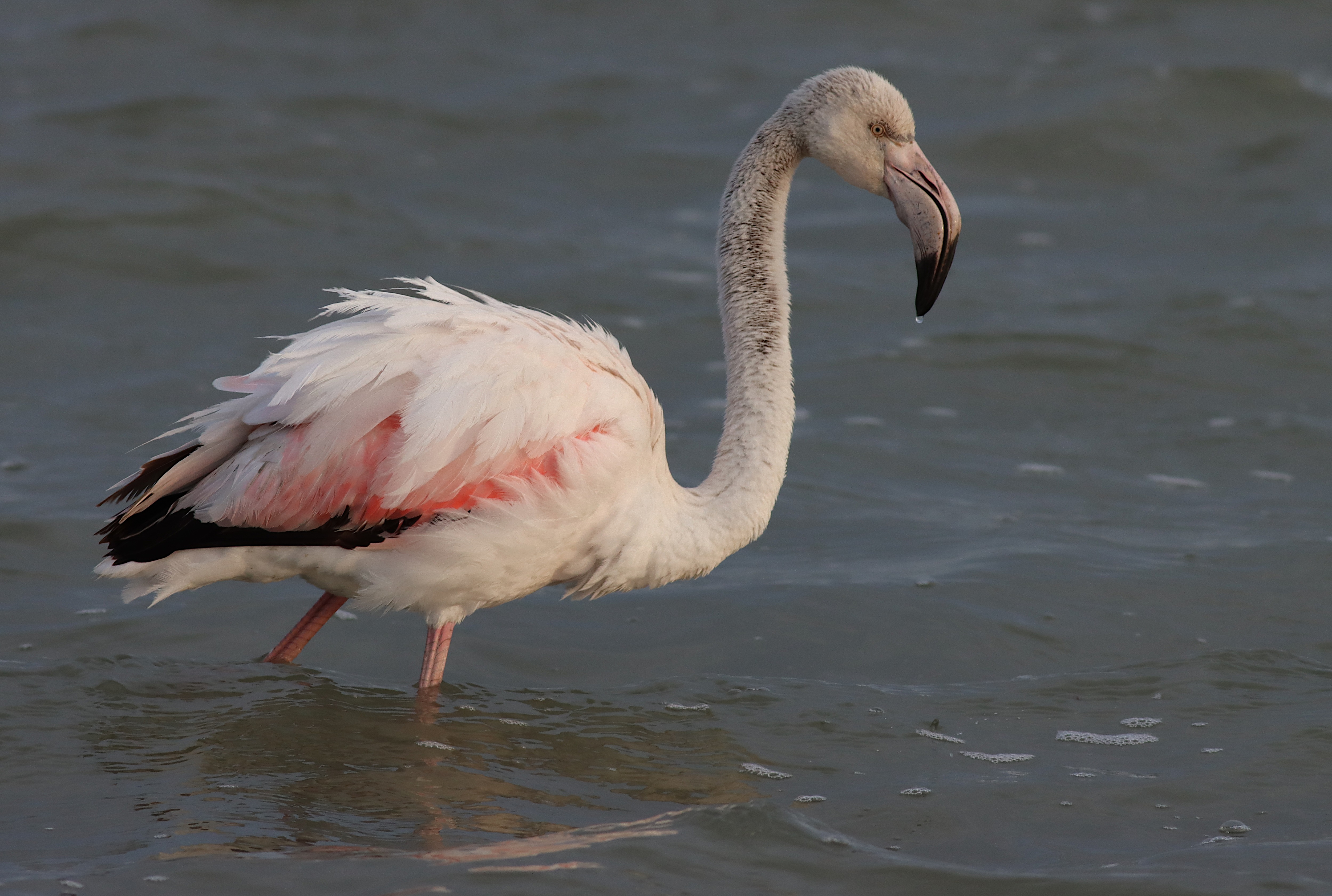 greater flamingo