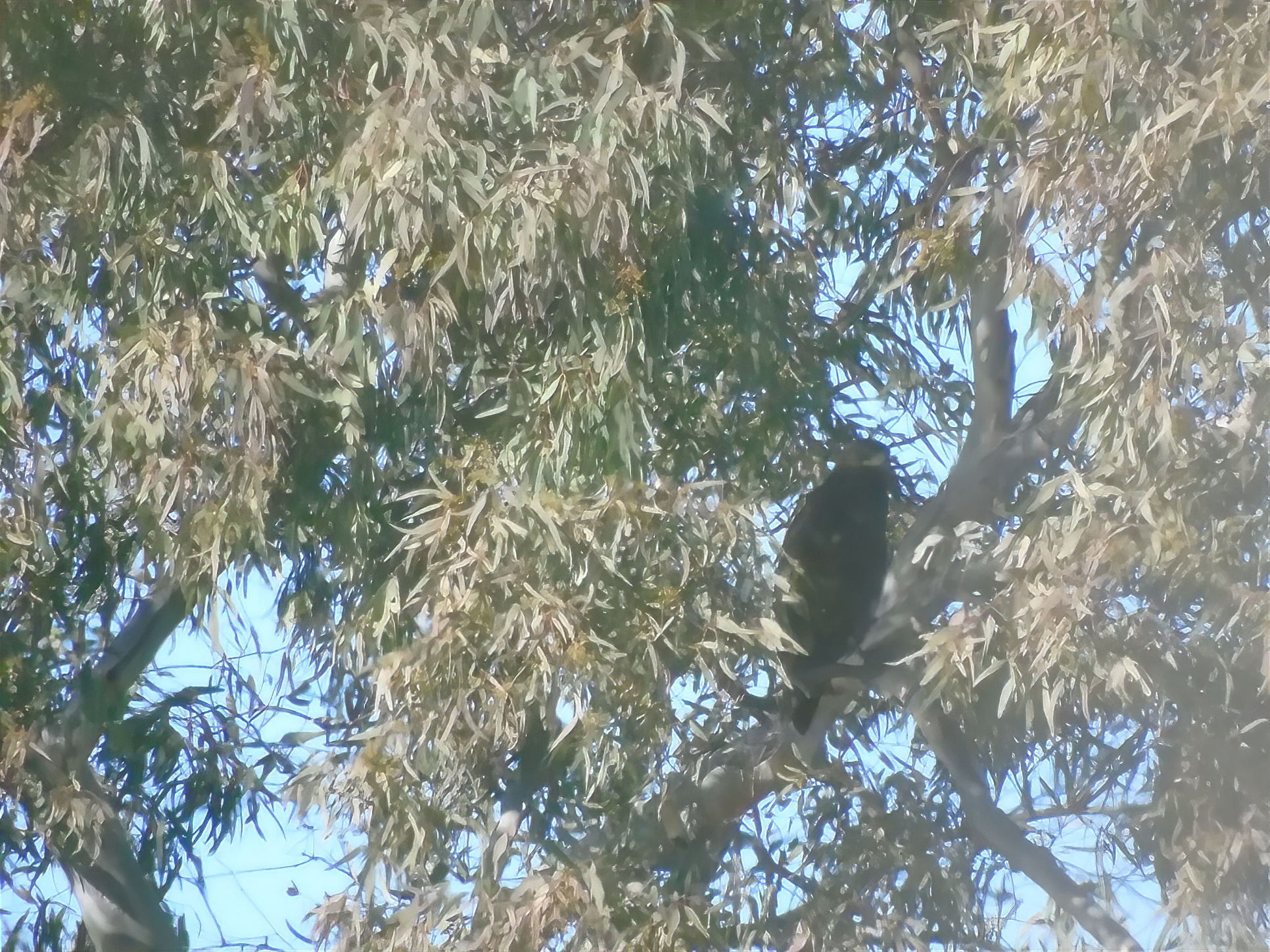 Greater spotted eagle