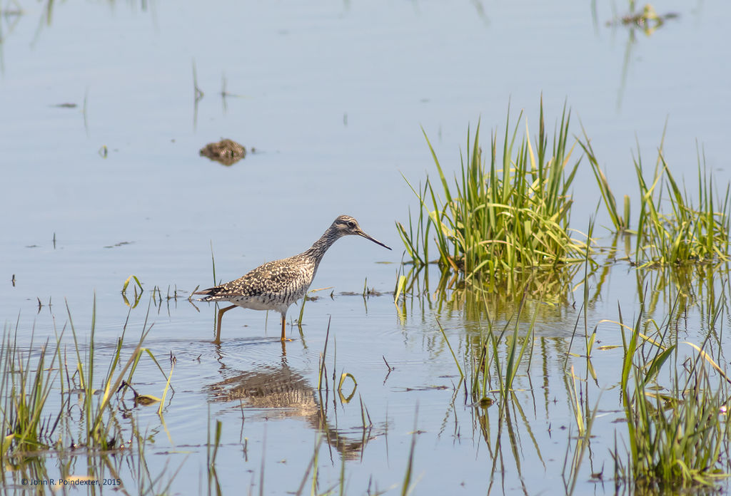 Greater Yellowlegs