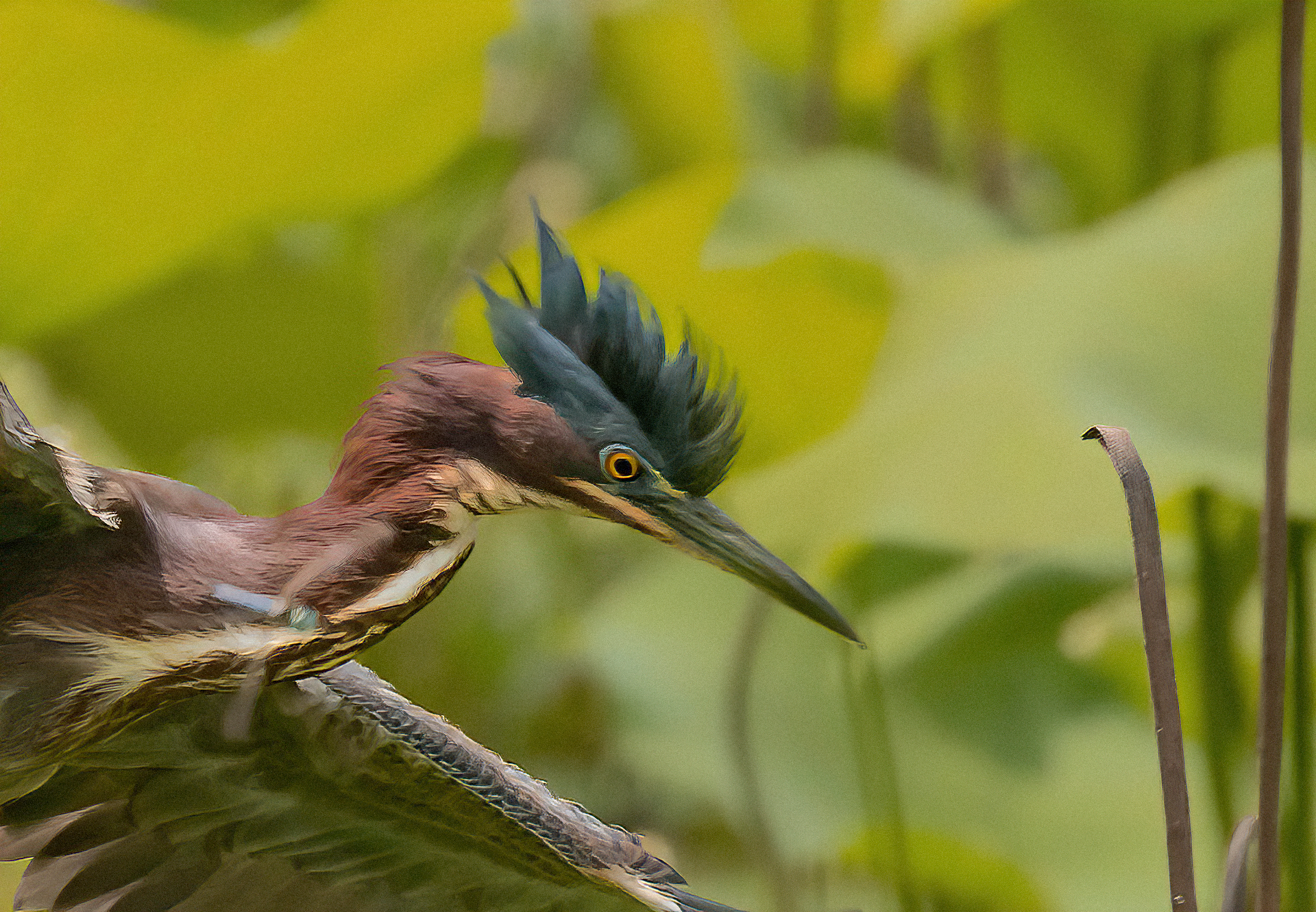 Green Heron