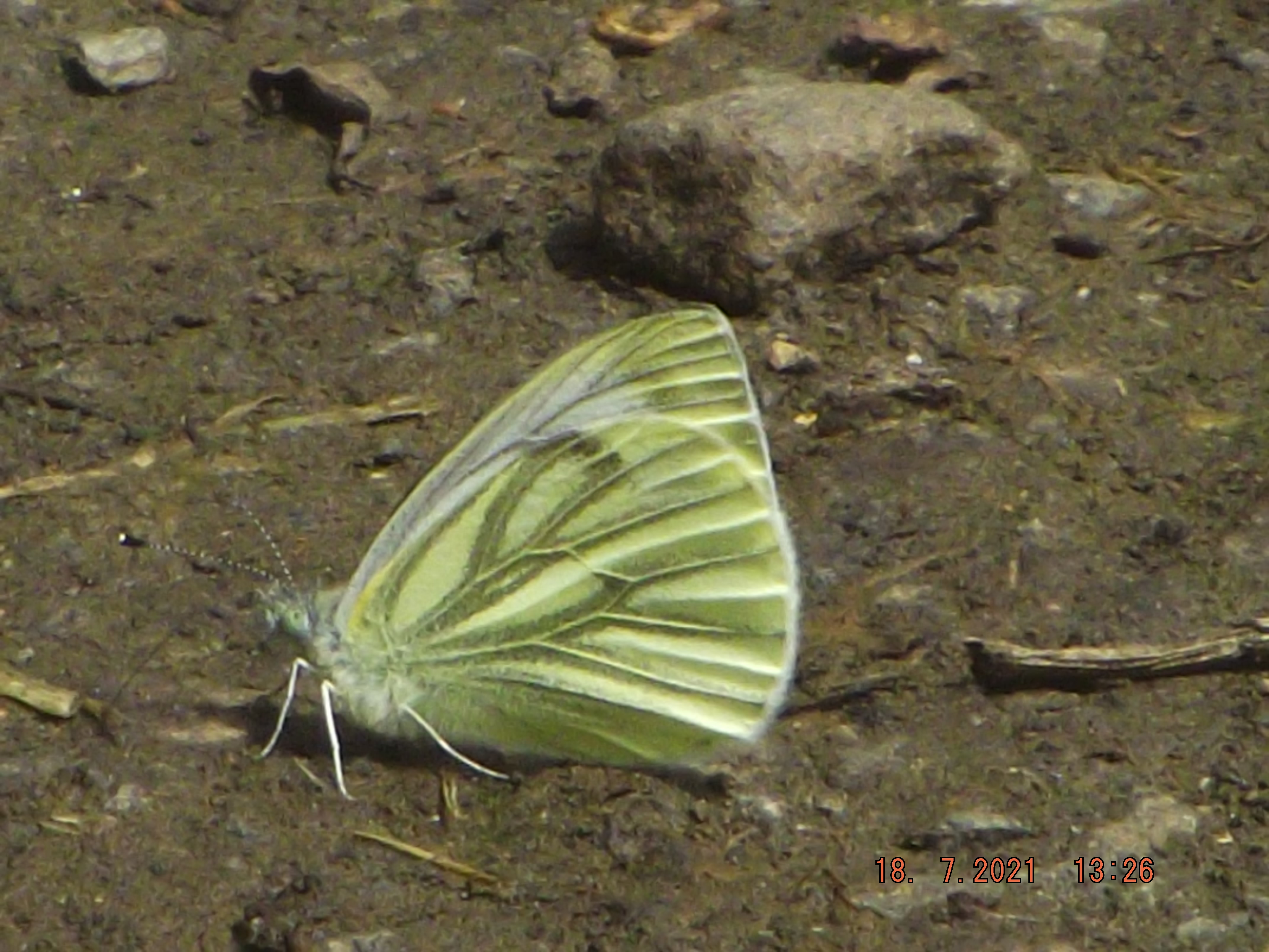 Green- veined White.jpg