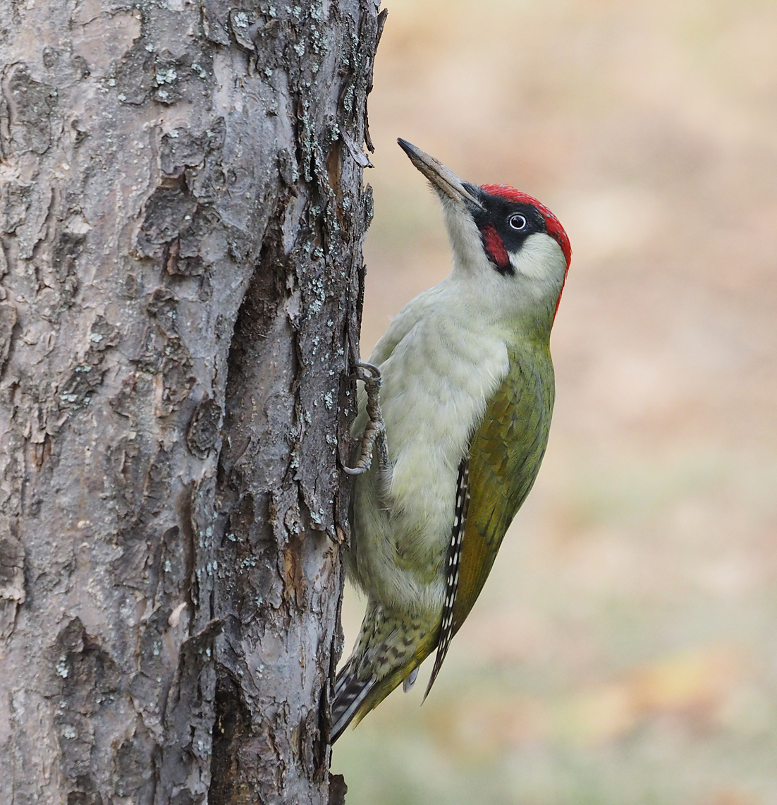 Green Woodpecker