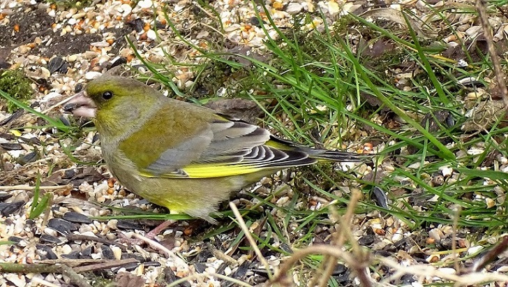 Greenfinch