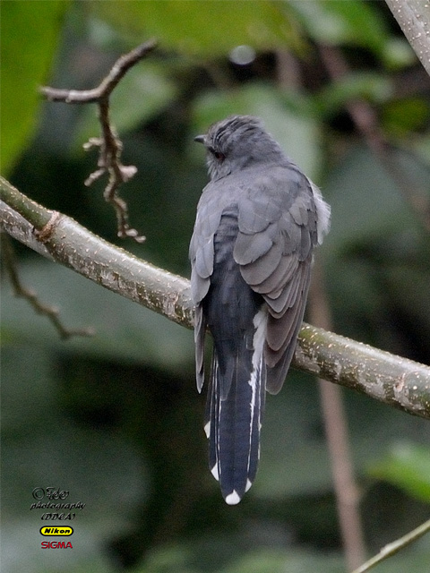 GREY BELLIED CUCKOO / INDIAN PLAINTIVE CUCKOO