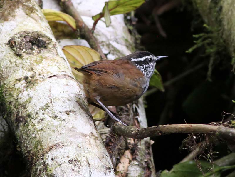 Grey-breasted Wood Wren