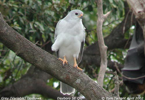 Grey Goshawk