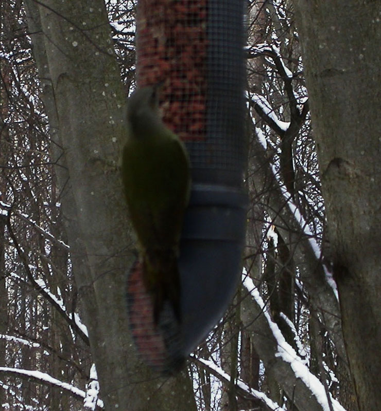 Grey-headed (or Grey-faced) Woodpecker