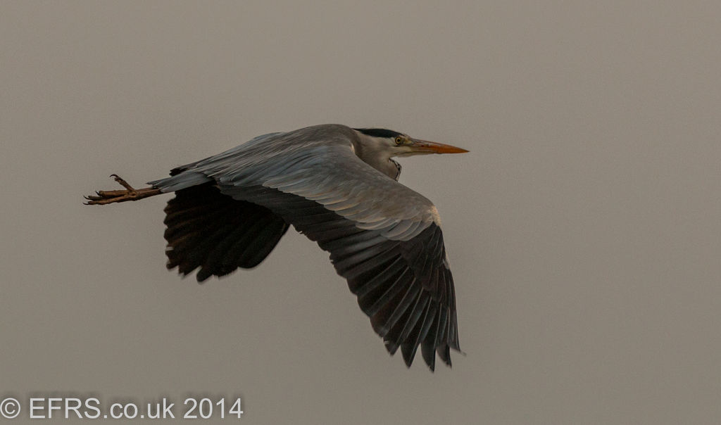 Grey Heron in the mist