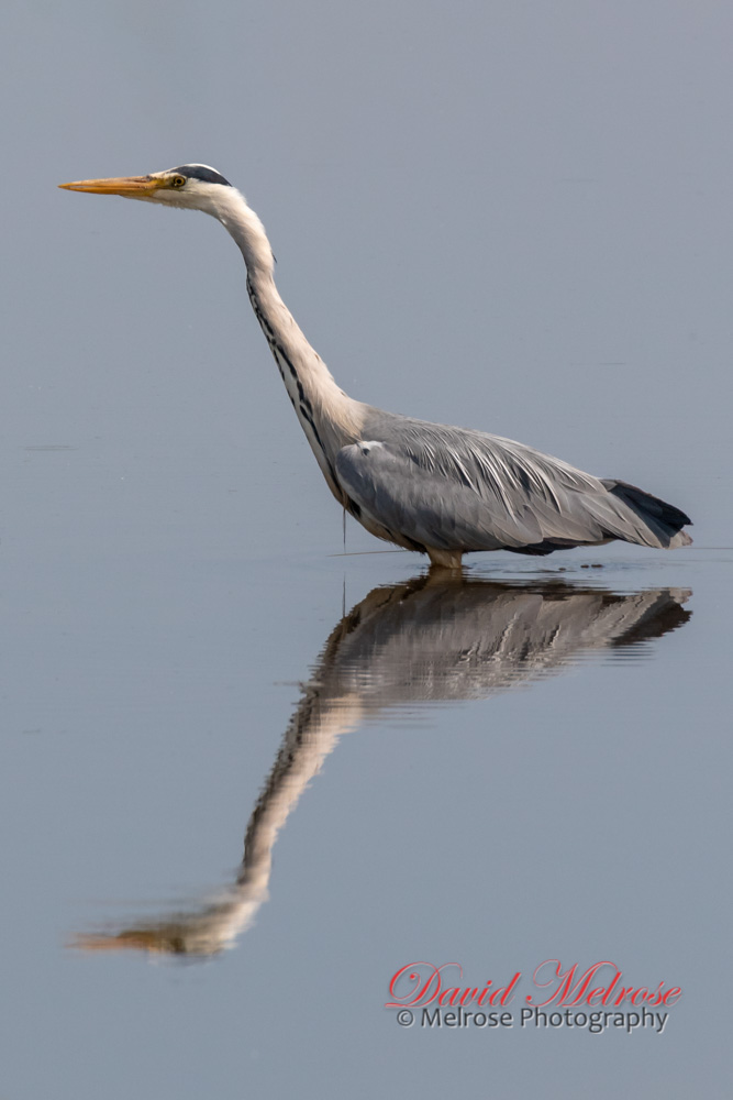 Grey Heron on the Hunt