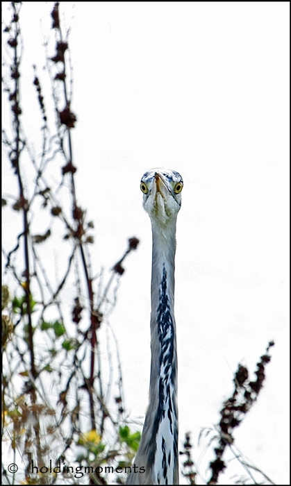 Grey Heron