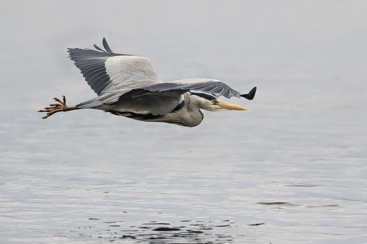 Grey heron