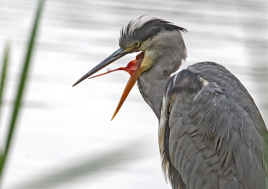 Grey heron