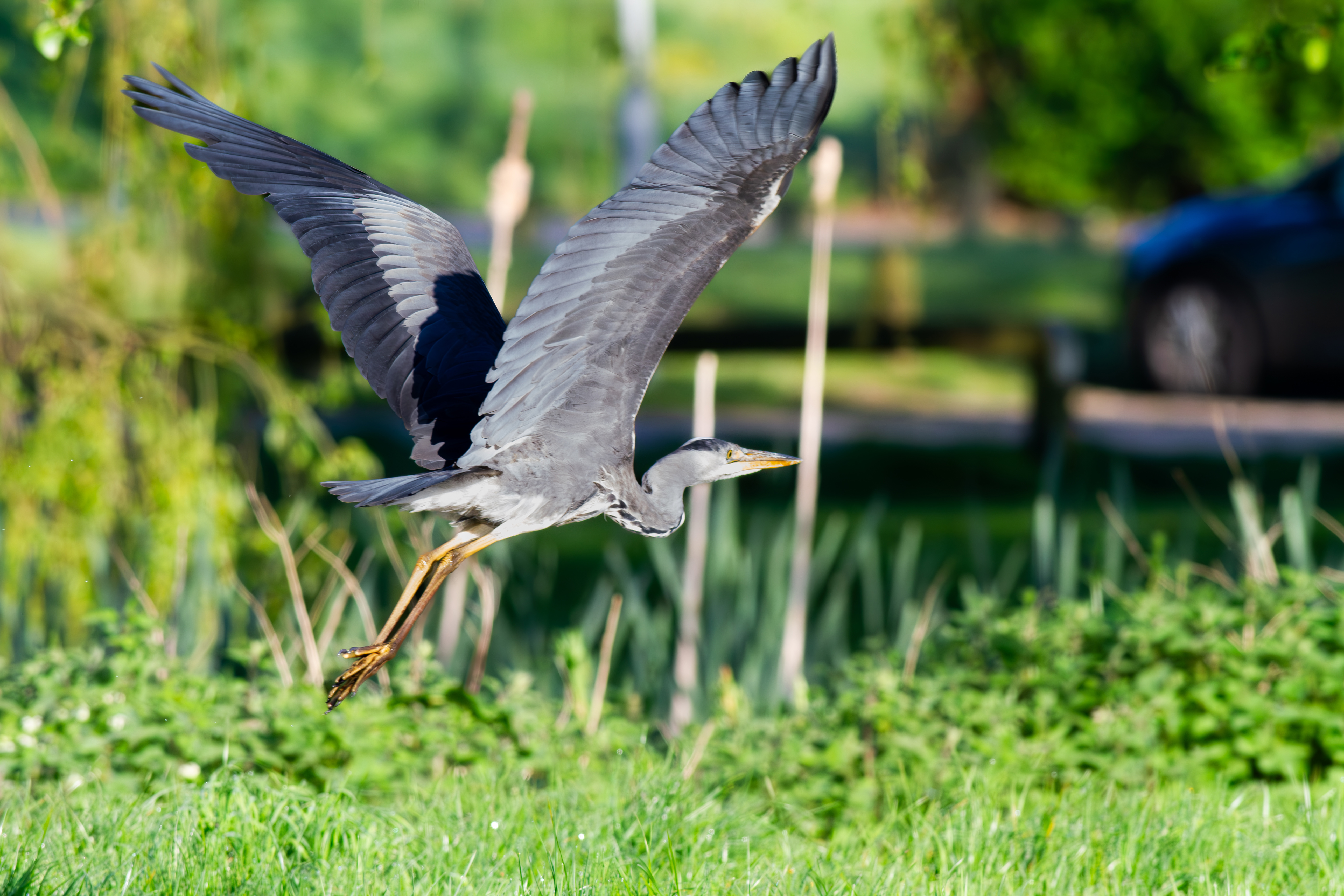 Grey Heron