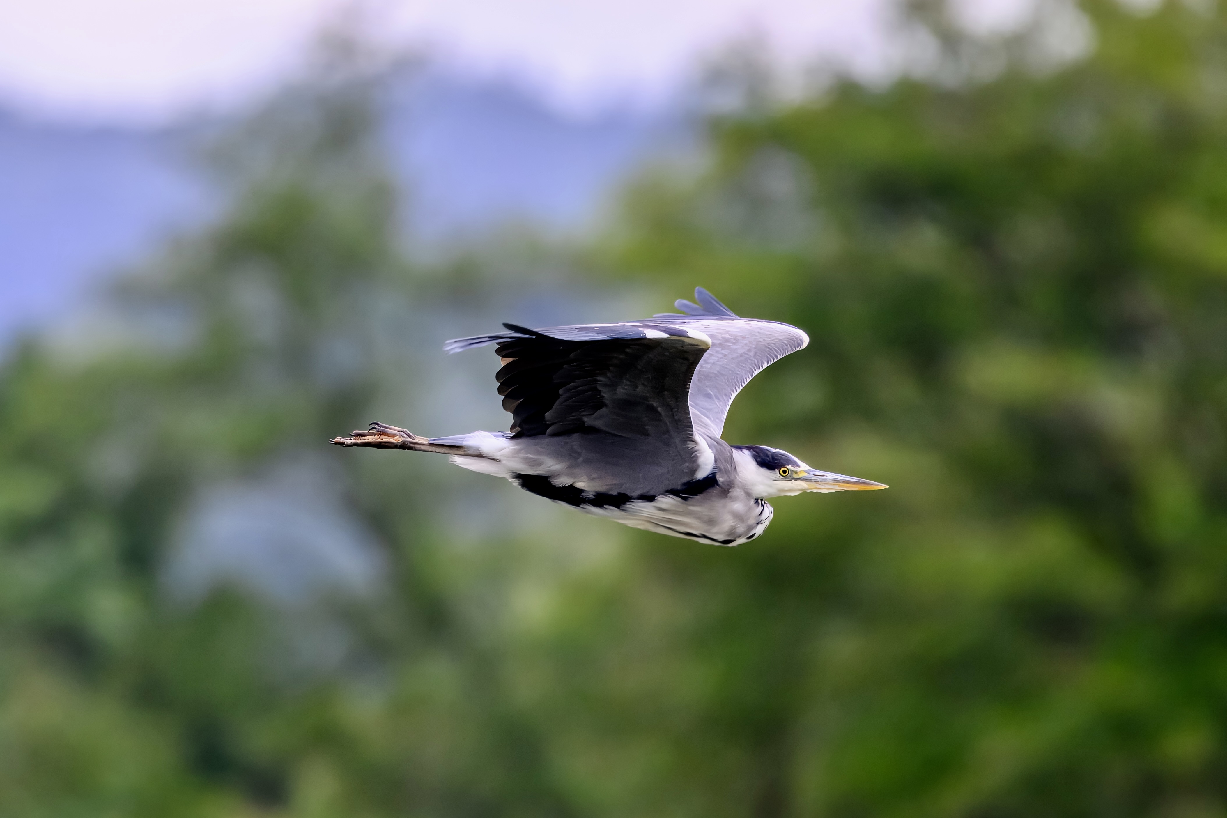 Grey Heron