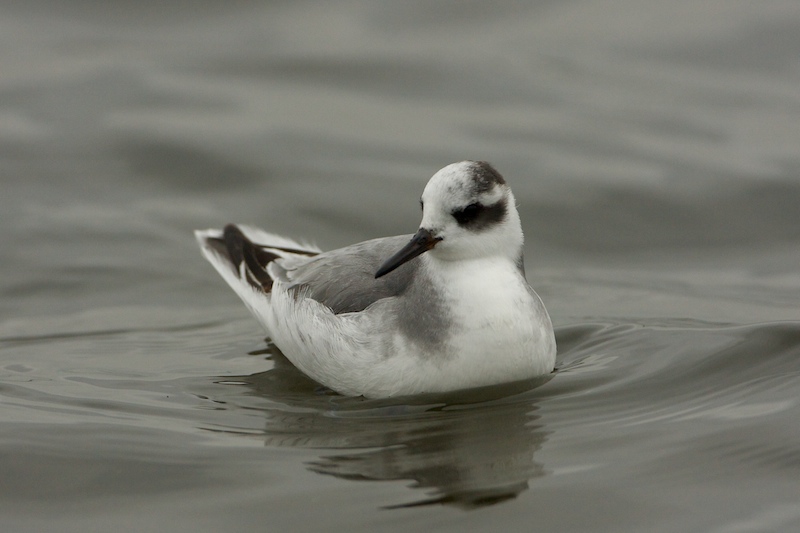 Grey Phalarope